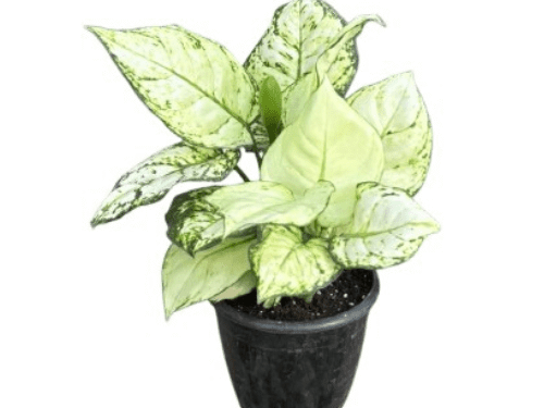 Pothos  Njoy/ Green In 4" Pot