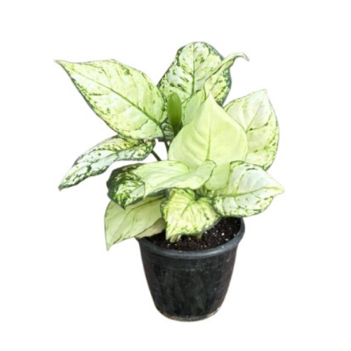 Pothos Basket Njoy/ Green
