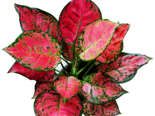 Chinese Red Aglaonema In 5"  Pot