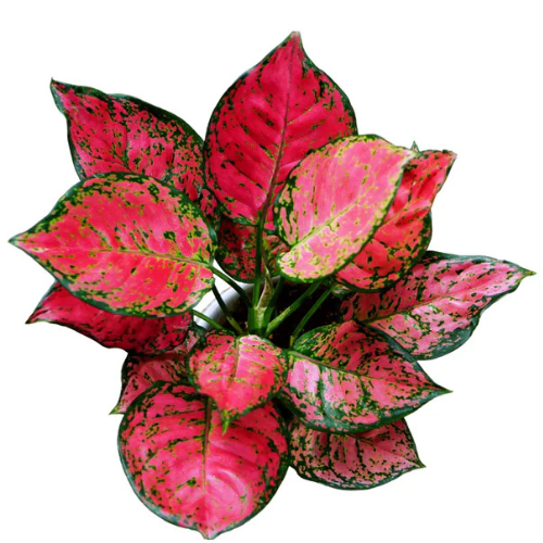Chinese Red Aglaonema