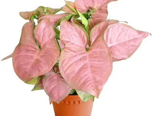 Syngonium Pink in 4" Pot