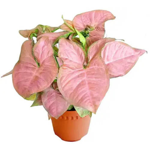 Syngonium Pink