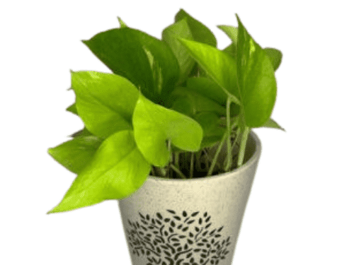 Syngonium Bronze in 4" Pot