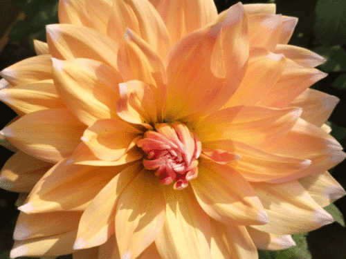 Orange Dahlia in 8" Pot