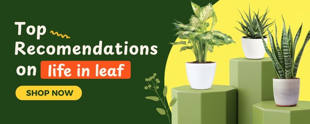 Discount up to 40% off (6)