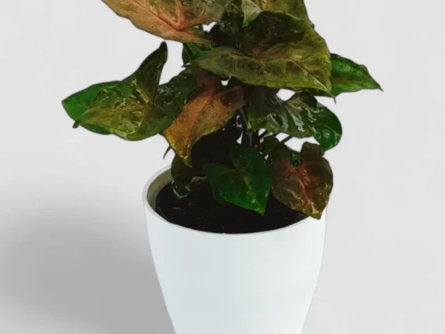 Syngonium Bronze in 4" Pot