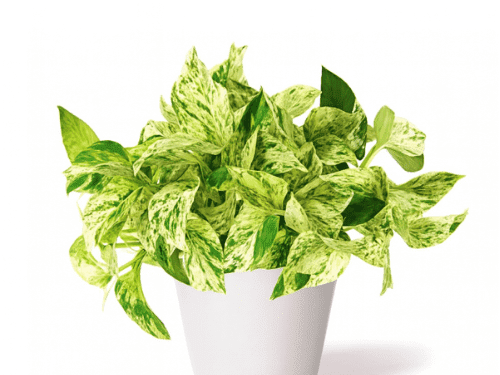 Pothos Marble Queen in 8" pot