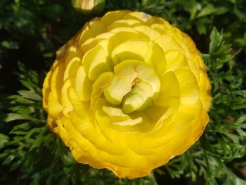 Yellow Ranunculus in  8" Pot