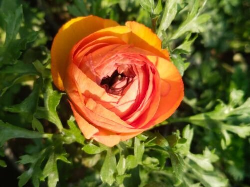 Orange Ranunculus in  8" Pot