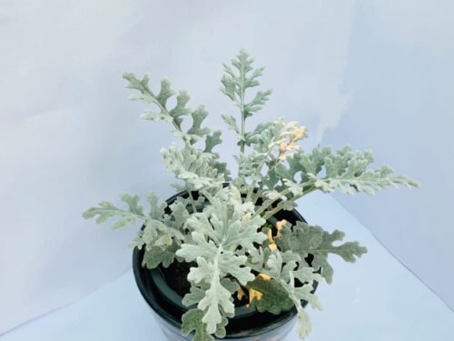 Silver Foilage in 6" Pot