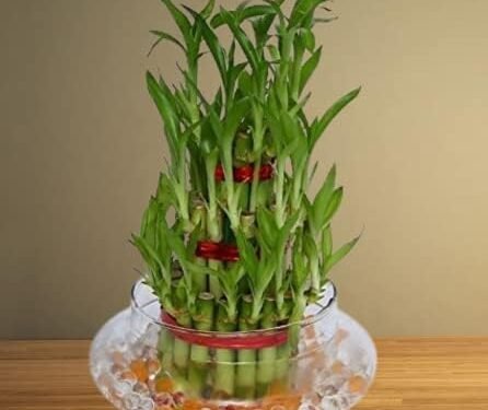 Lucky Bamboo (Three Tier) in Glass Pot