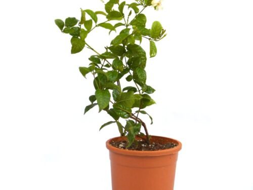 Madhu Malti in 6" Pot