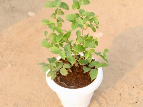 Hybrid Madhumalti in 8" Pot