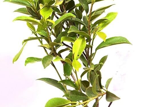 Ficus Panda in 8" Pot