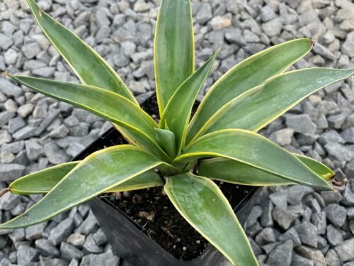 Agave Desmettiana in 6" Pot