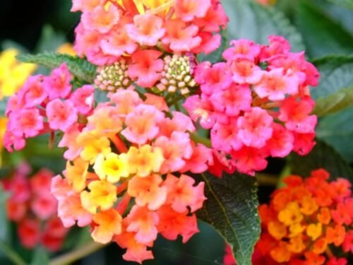 Lantana (Red) in 8" Pot