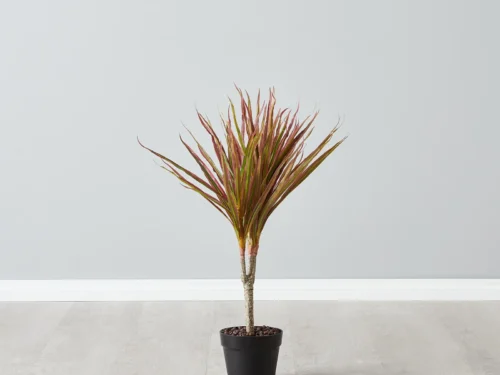 Dracaena Marginata Red in 6" Pot