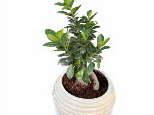 Ficus Bonsai in 4"Pot
