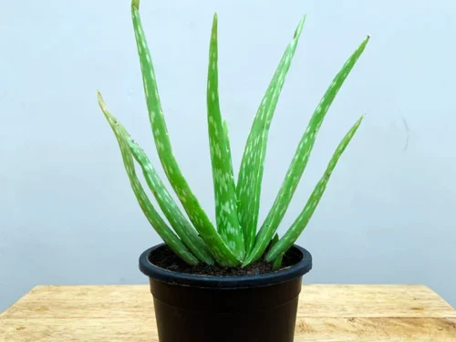 Aloevera in 6"Pot