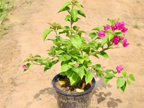 Bougainvellea Plant in 6" Pot
