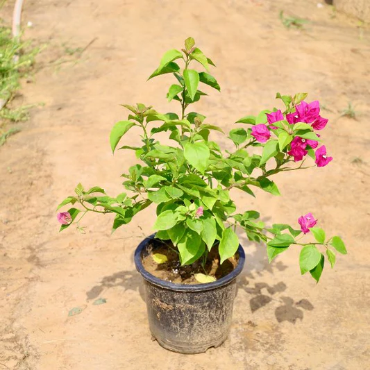Bougainvellea Plant in 6" Pot