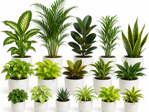 Air Purifying Plants Mega Combo
