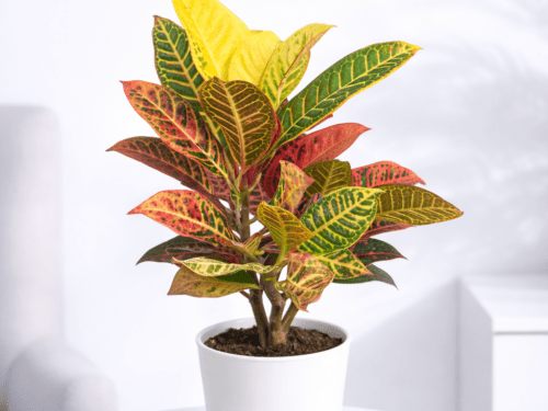Croton in 6" Pot