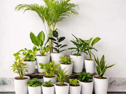 Air Purifying Plants Mega Combo