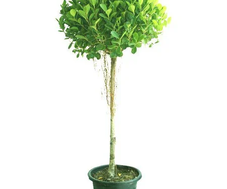 Ficus Panda in 8" Pot