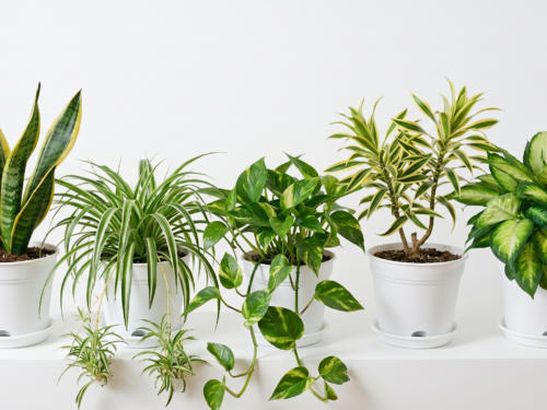 Air Purifying Plants Combo (Medium)