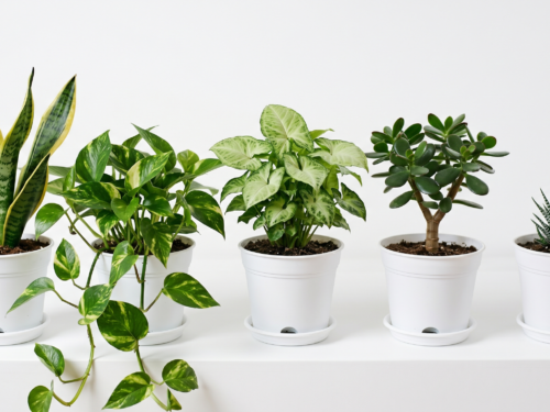 Air Purifying Plants Combo (Small)