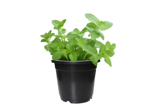 Mint (Pudina) in 6" Pot