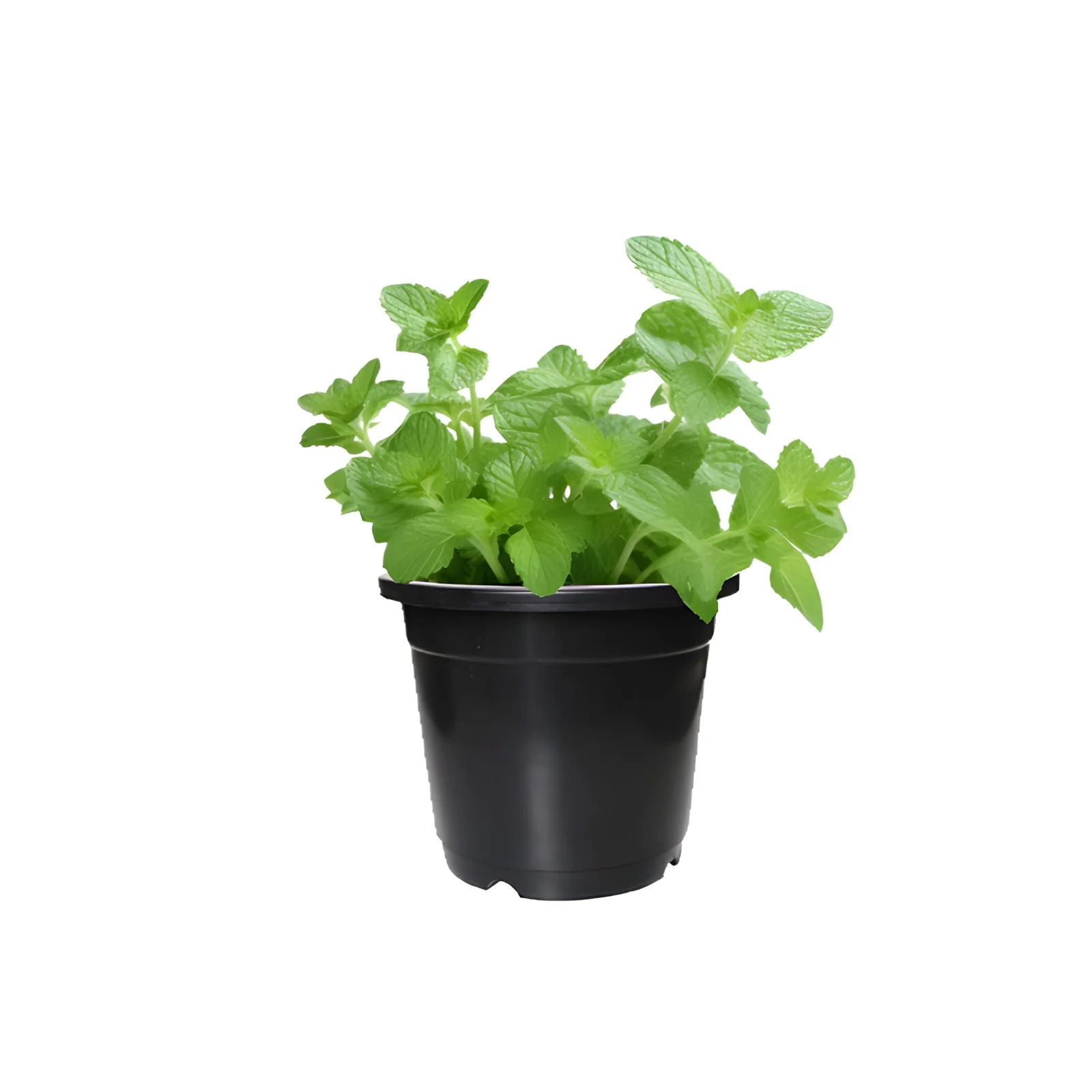 Mint (Pudina) in 6" Pot