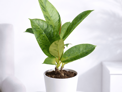 Rubber Variegated in 6" Pot