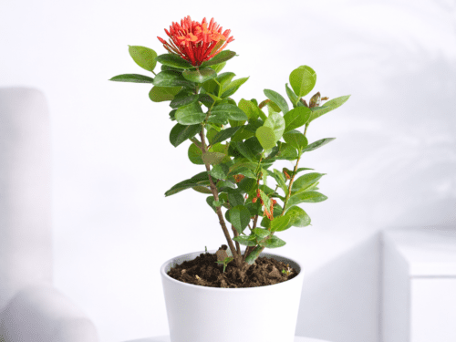 Ixora in 8" Pot