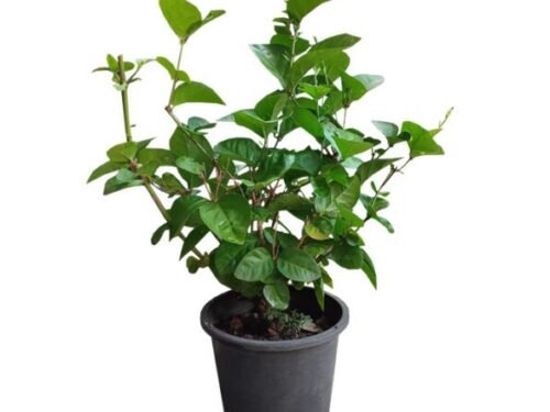 Kagda Jasmine in 6"Pot