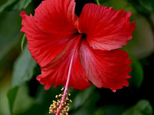 Buy Flower Plants Online in Delhi-NCR