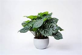 Calaphea Peacock in 6"Pot