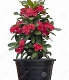 Euphordia Mili (red) in 8" Pot