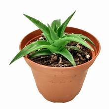 Dyckia Brevifolia Mini in 4"Pot