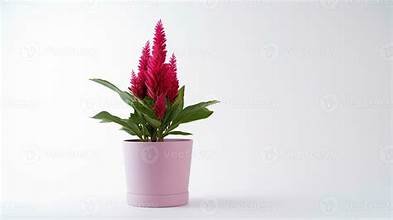Celosia Plumosa in 6" Pot