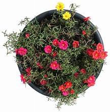Moss Rose in 6" Pot