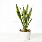 Snake Plant Tall in 6"Pot