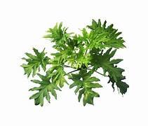 Philodendron Selloum in 8" Pot