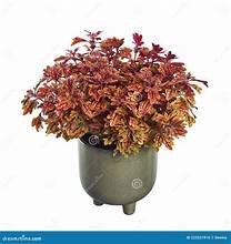 Coleus in 6"Pot