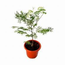 Shami Plant in8" Pot