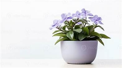 Periwinkle in 6" Pot