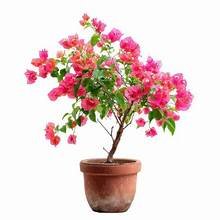 Bougainvellea in 6" Pot