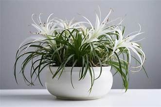 Spider Lily 6" Pot