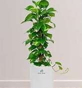Money Plant in 10" Pot With Moss Stick